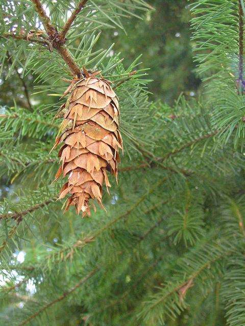 Inverse Cone Tree Cone Trees – HEAVENLY CORRESPONDENCES